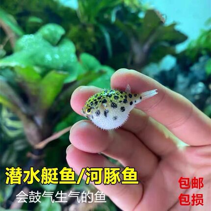 河豚鱼金娃娃潜水艇鱼狗头鱼会生气小型热带淡水观赏鱼活体鱼好养