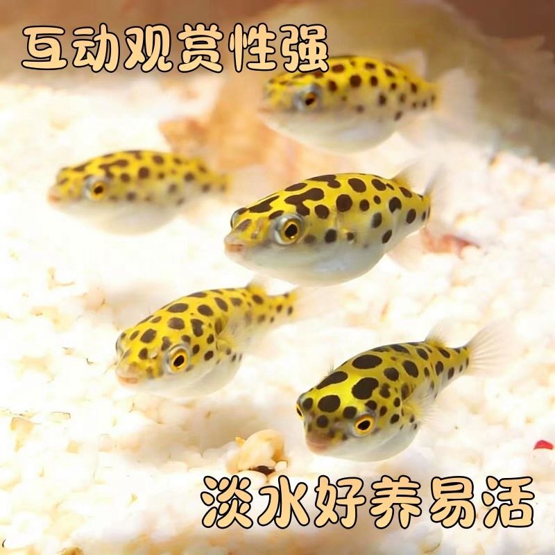 可爱呆萌河豚鱼金娃娃潜水艇鱼会生气鼓气活体小型热带淡水观赏鱼