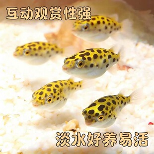可爱呆萌河豚鱼金娃娃潜水艇鱼会生气鼓气活体小型热带淡水观赏鱼