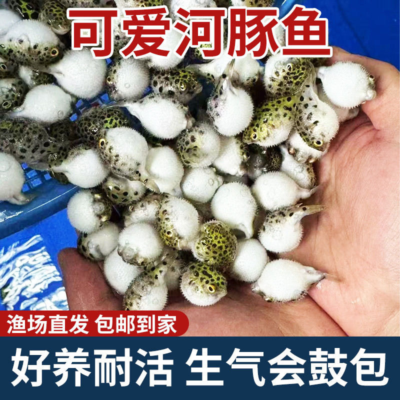 河豚潜水艇鱼会生气金娃娃炸弹鱼狗头鱼巧克力小型热带淡水观赏鱼