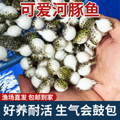 河豚潜水艇鱼会生气金娃娃炸弹鱼狗头鱼巧克力小型热带淡水观赏鱼
