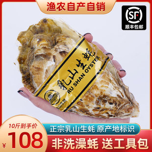 10斤装山东乳山新鲜生蚝鲜活海鲜水产海蛎子贝壳牡蛎带壳特大包邮