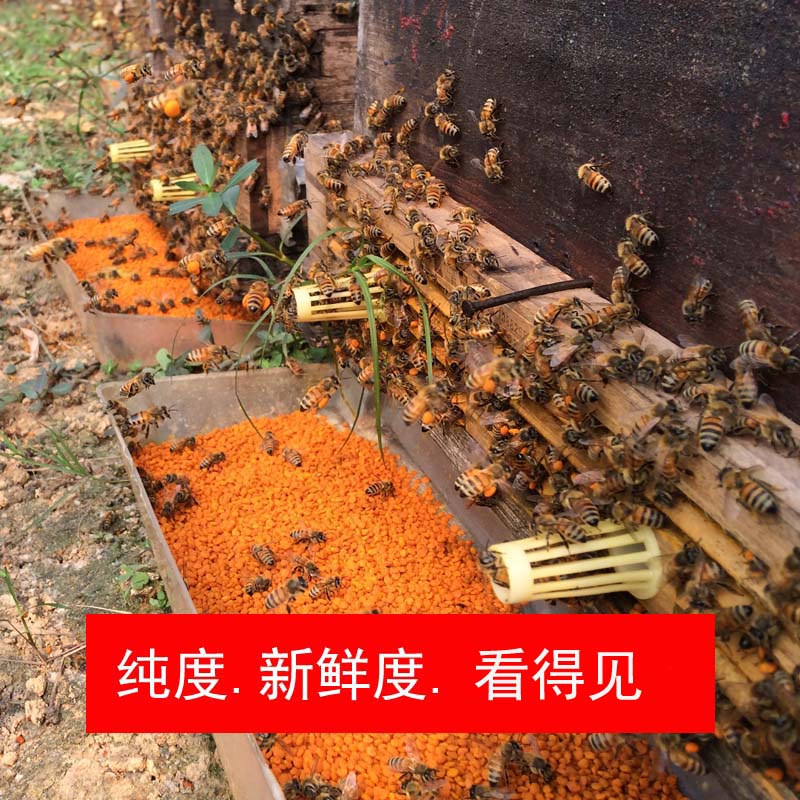 四川新鲜茶花花粉颗粒状1斤包邮
