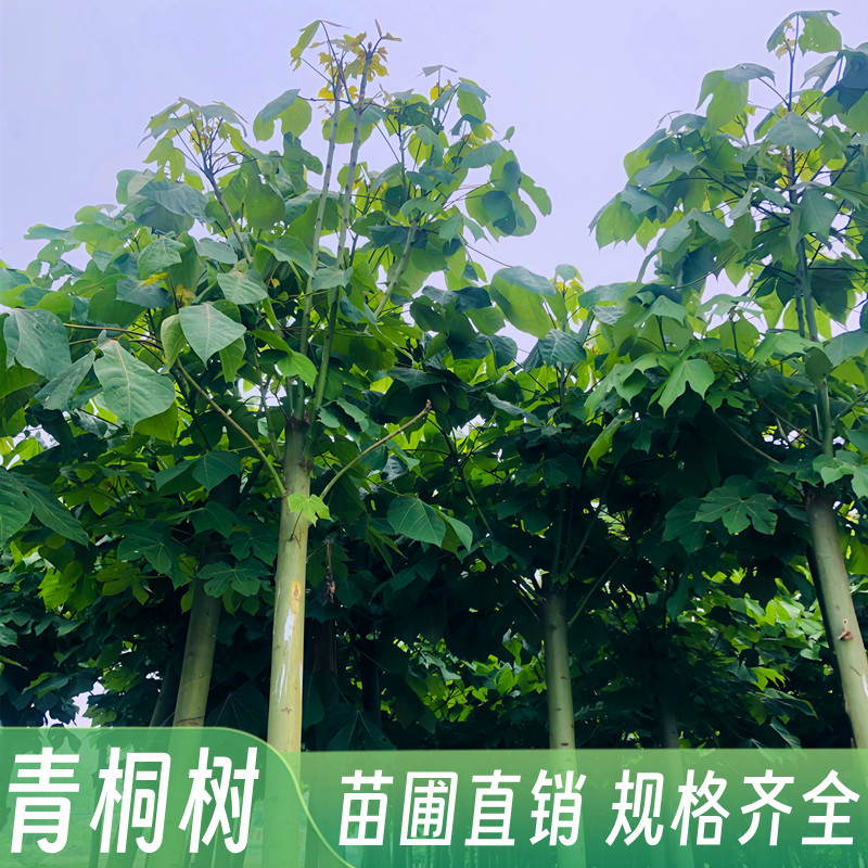青桐树苗中国梧桐树苗庭院绿化风景树绿化苗木行道树青桐苗桐麻树