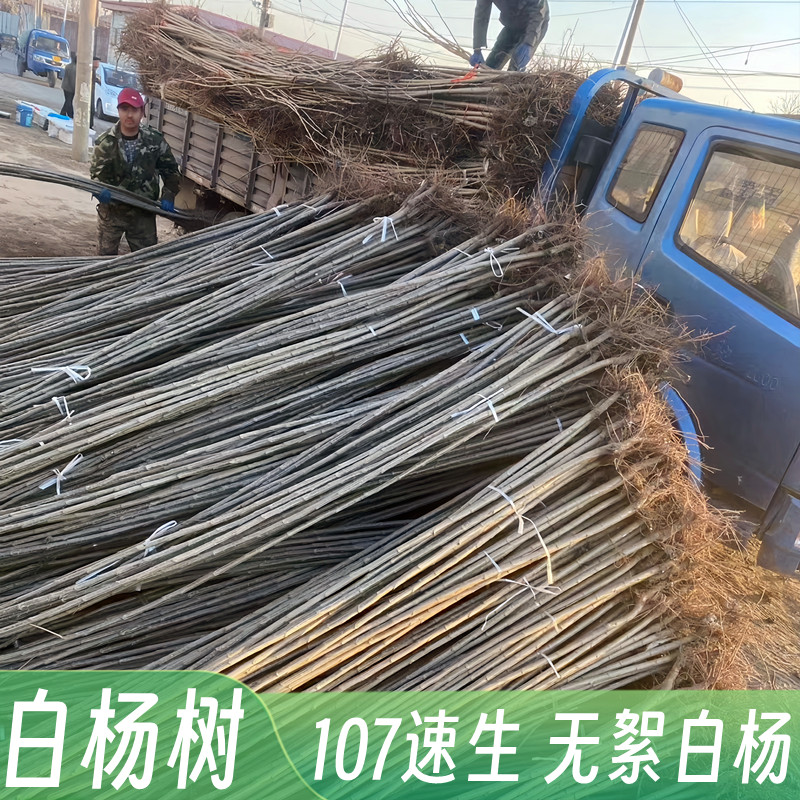 白杨树苗白杨树107速生无絮杨树苗河堤道路绿化苗占地拆迁新品种