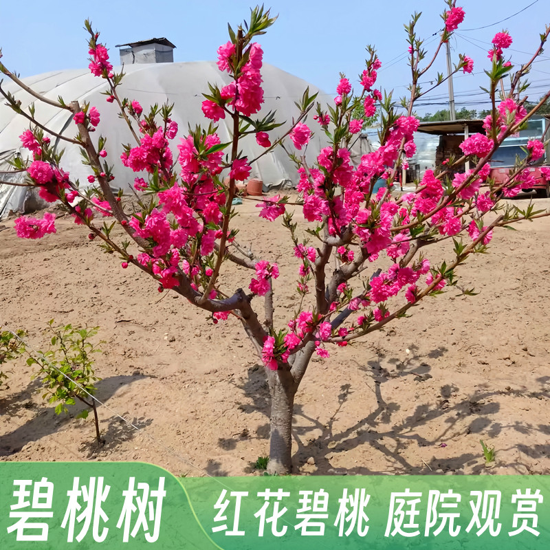 碧桃树苗紫叶碧桃花别墅庭院大型风景树景观树红叶碧桃紫叶桃树苗