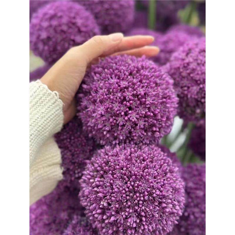 进口大花葱(大使)种球盆栽耐寒庭院地栽四季易活当年开花植物