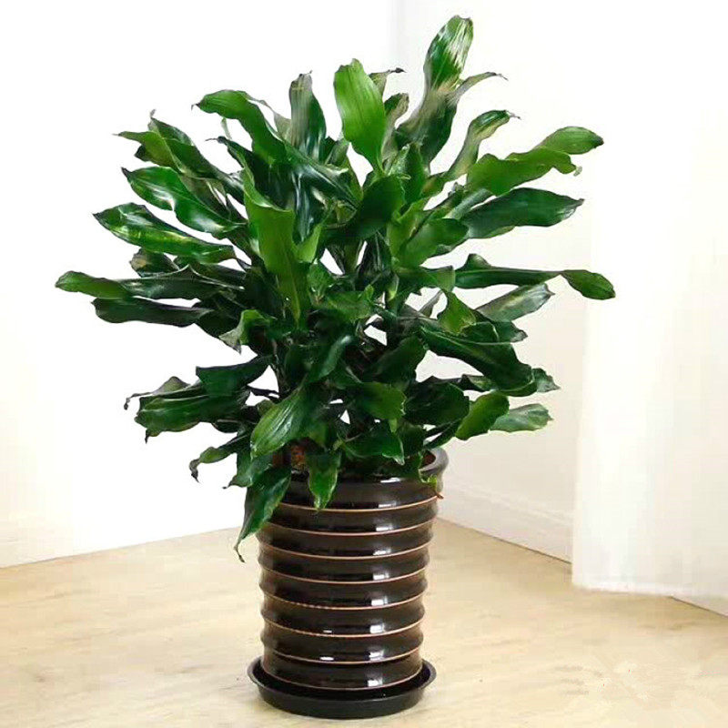 大型花卉绿植大富贵螺纹铁盆栽办公室室内四季常青