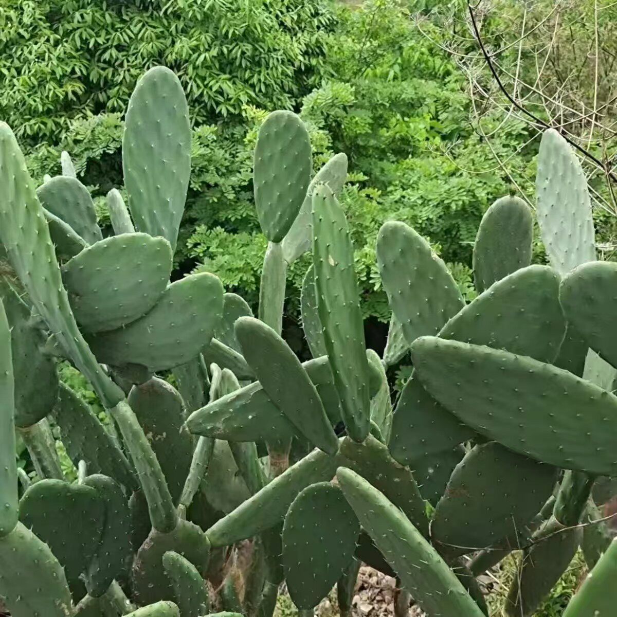 云南高山食用药用外敷内服美容种植嫁接仙人掌包邮