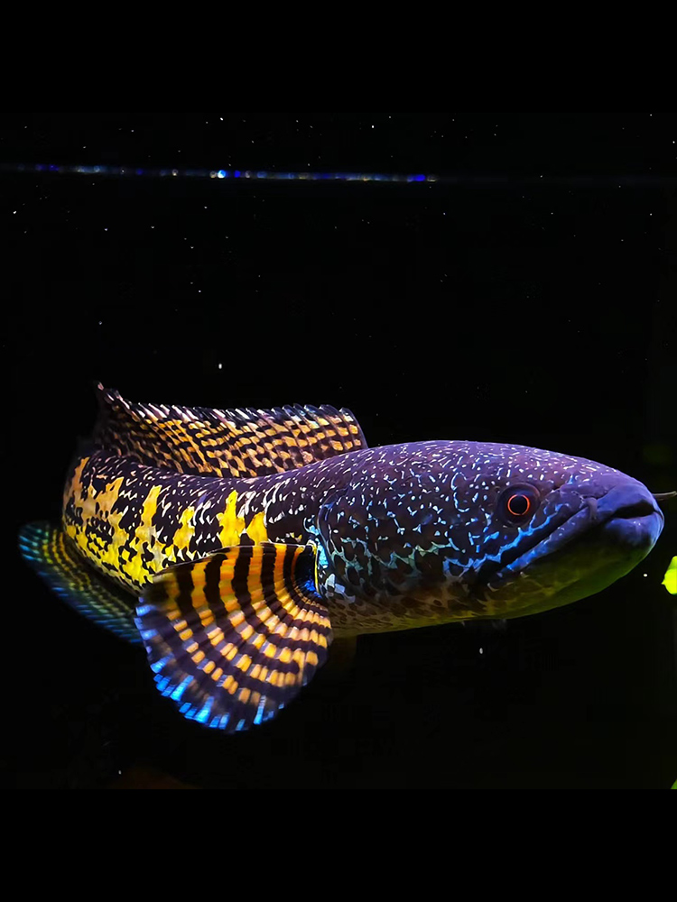 黄金眼镜蛇雷龙鱼凶猛热带鱼淡水鱼苗观赏鱼大型雷龙肉食性观赏鱼