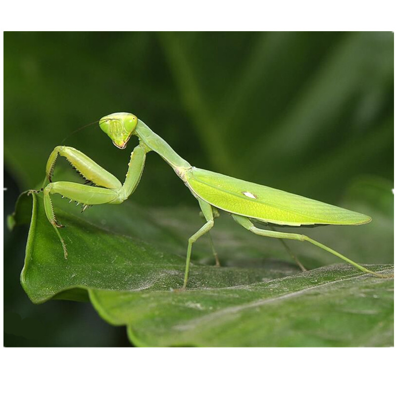 包邮现货中华大刀螳螂活体幼体个性爬宠爬虫宠物活体螳螂另有卵夹