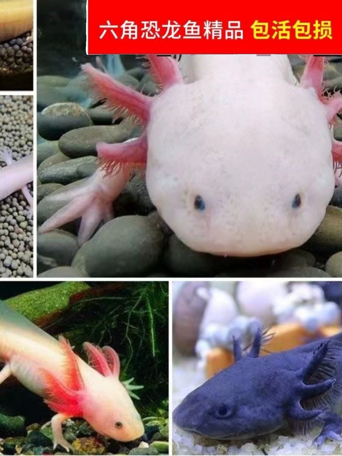 六角恐龙鱼蝾螈冷水淡水鱼观赏鱼宠物鱼无需打氧好养易活可爱呆萌