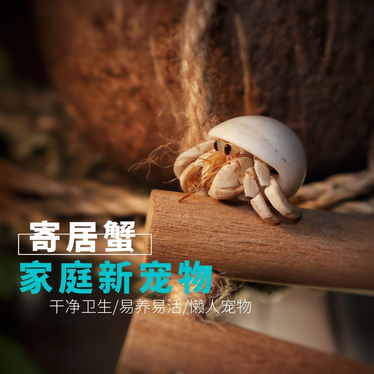陆生宠物寄居蟹活体小宠物短腕草莓深紫里拉懒人螃蟹迷你小螃蟹