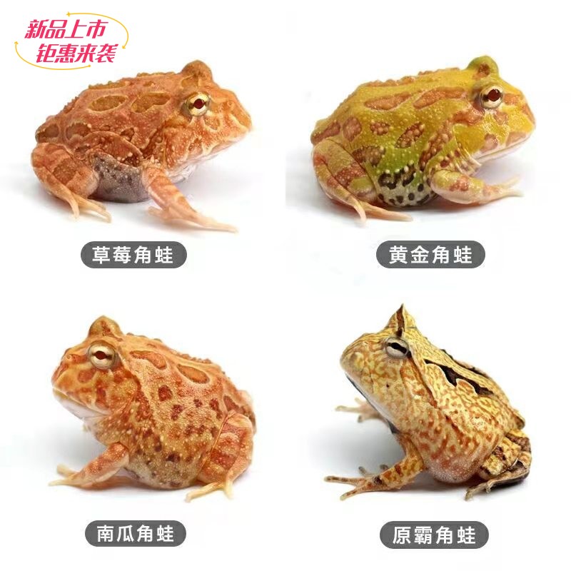 角蛙活物宠物蛙黄金绿角草莓南瓜宇治皮卡丘双色霸王钟小丑非牛蛙