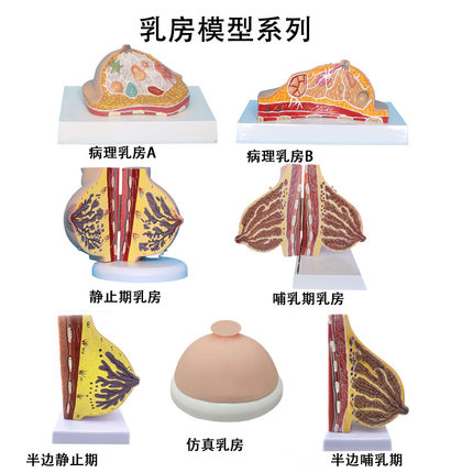 病理病变乳房解剖模型 妇产科教具 美容院 女性乳腺剖面结构模型