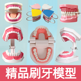 幼儿园教刷牙儿童早教玩具刷牙模大幼儿口腔教学牙齿美牙练习模型