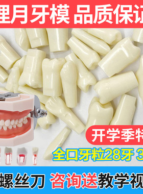 备牙模型离体牙仿真种植牙科牙粒口腔根管开髓牙树脂牙考试临时牙