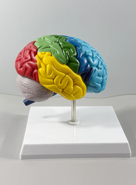 脑模型人体1:1神经皮质结构与功能医学教学器官右半大脑解剖模型