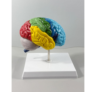 脑模型人体1:1神经皮质结构与功能医学教学器官右半大脑解剖模型
