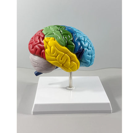 脑模型人体1:1神经皮质结构与功能医学教学器官右半大脑解剖模型