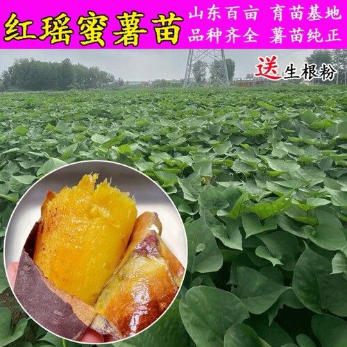 红瑶糖心蜜薯苗好成活种植简单