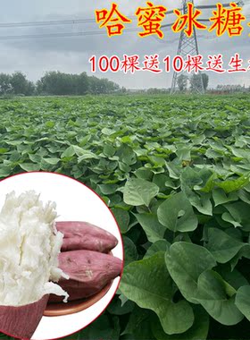 哈蜜红薯苗白心冰糖蜜板栗番薯秧种植高产藤进口包邮白雪公主地瓜