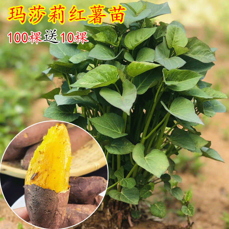 红薯秧苗玛莎莉黄金糖心蜜薯日本进口种植高产黄心板栗脱毒原种