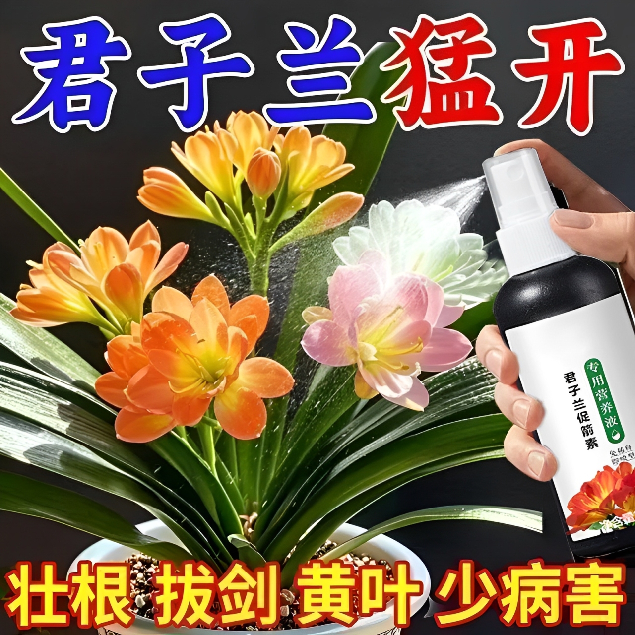 【君子兰营养液】绿叶壮根促花