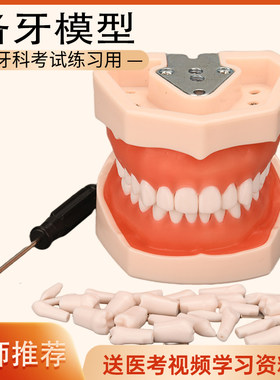 牙科模型可拆卸备牙模具考试练手