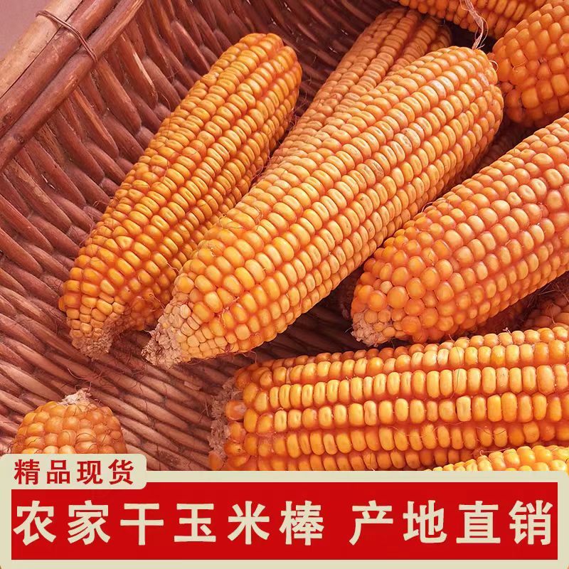 新鲜干玉米宠物零食农村农家