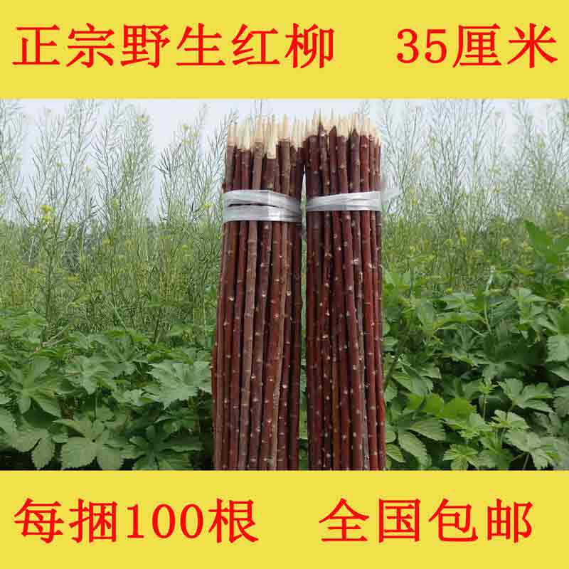 野生红柳签子35cm100根烤肉烧烤