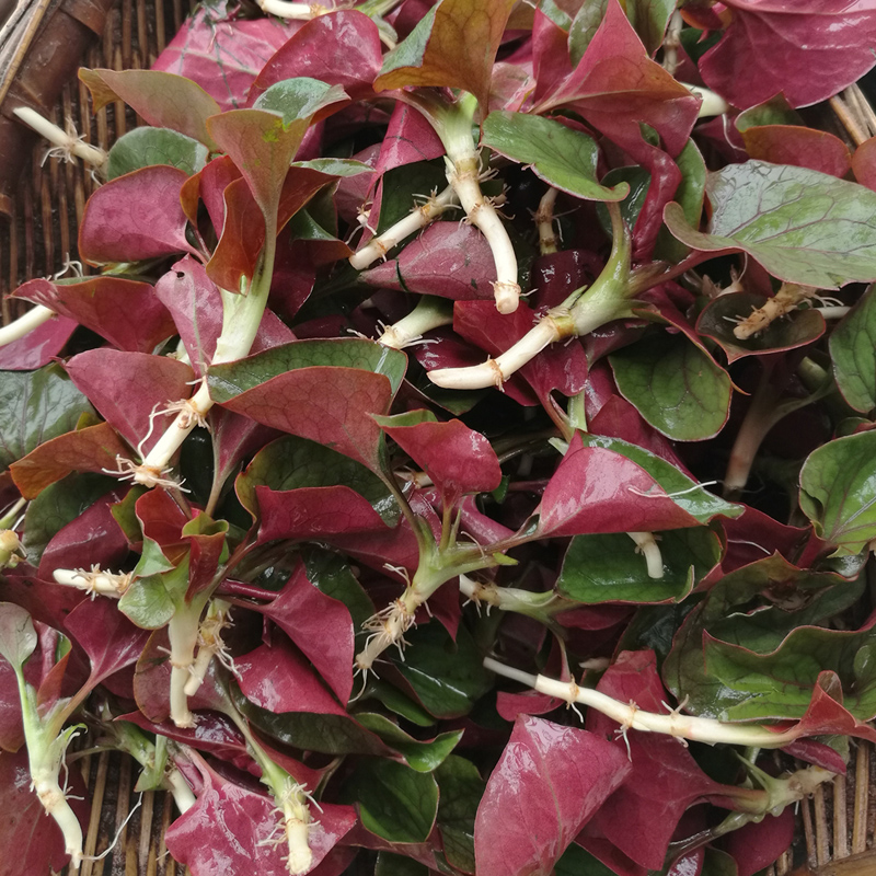 四川农家鱼腥草当季新鲜嫩叶