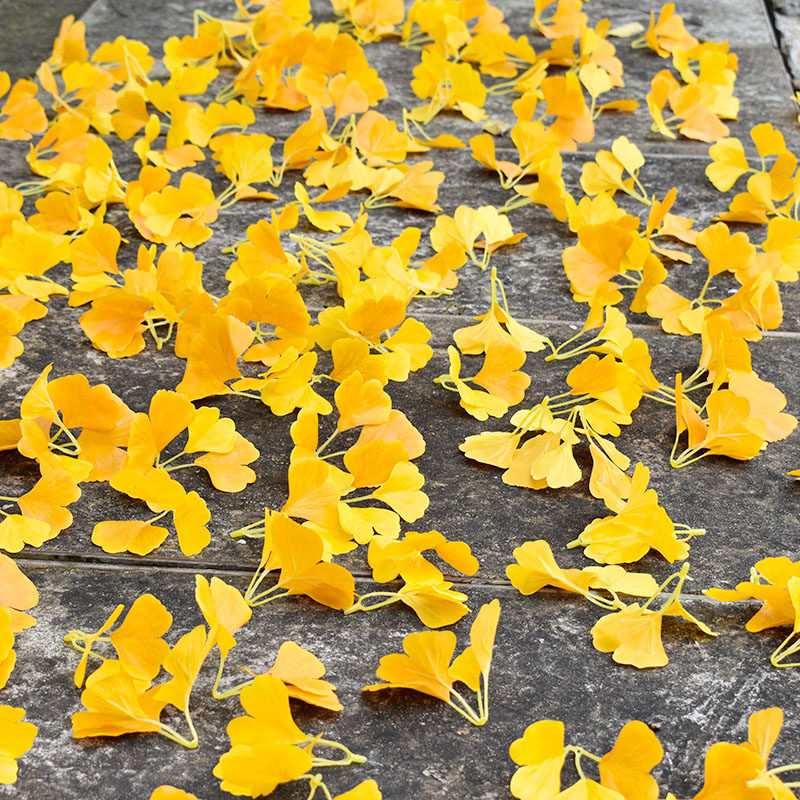 单片仿真银杏叶片单个落叶假叶子婚庆橱窗装饰黄色银杏枯叶塑料叶