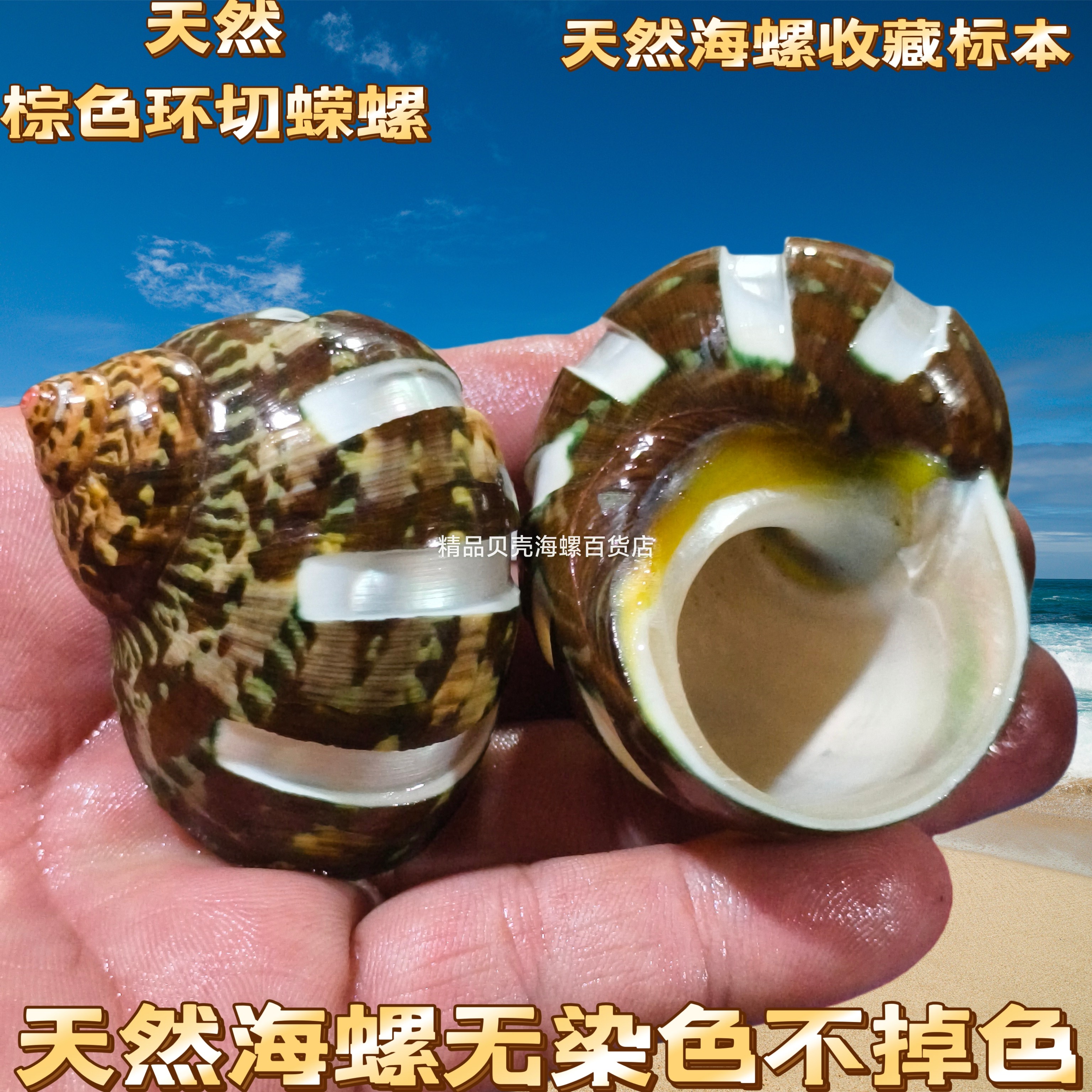 轨道古文猫眼蝾螺寄居蟹替换壳天然贝壳海螺壳鱼缸造景卷贝繁殖