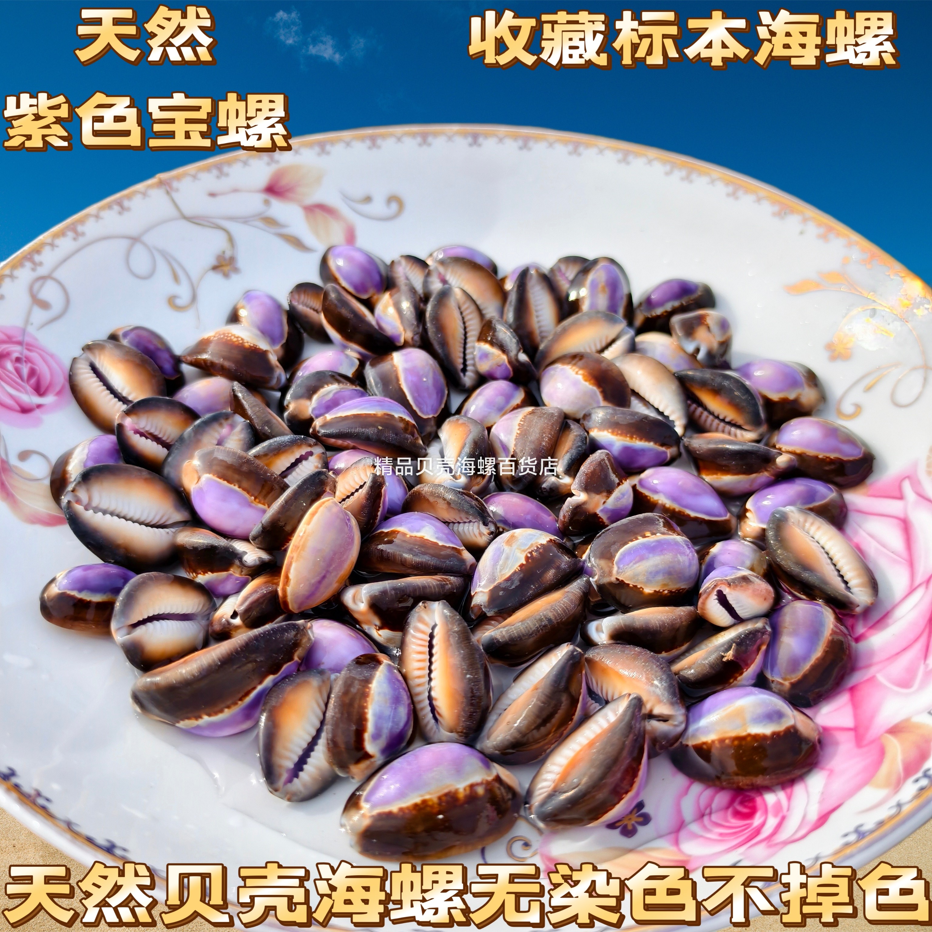 天然稀有海螺贝壳紫口芝麻花鹿宝螺系列家居造景装饰收藏标本摆件图片