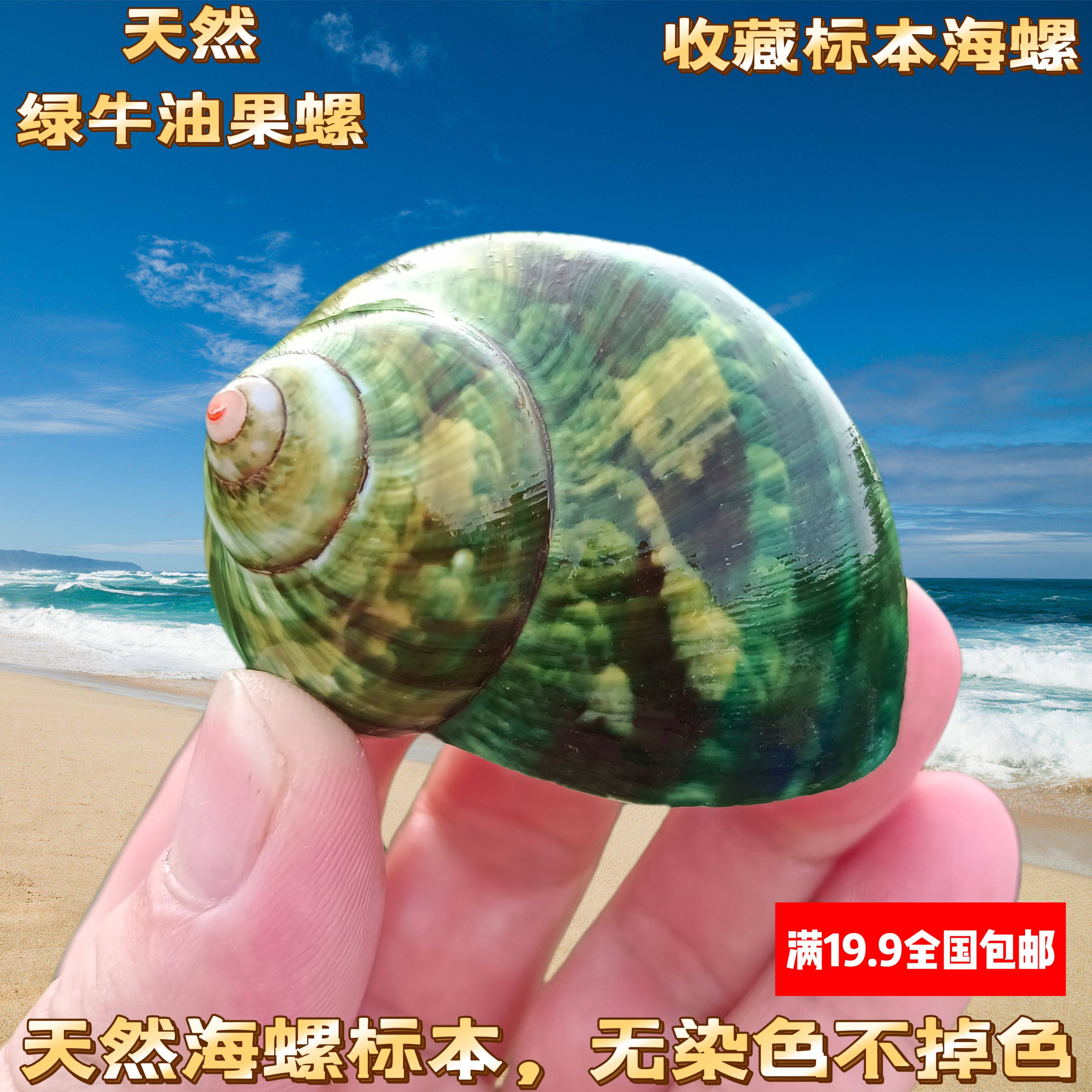 天然海螺绿色牛油果螺寄居蟹替换壳鱼缸造景水族箱装饰猫眼螺摆件