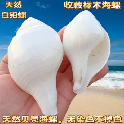 印度铅螺鱼缸造景装饰家居收藏摆件送人礼物工艺品天然白海螺贝壳