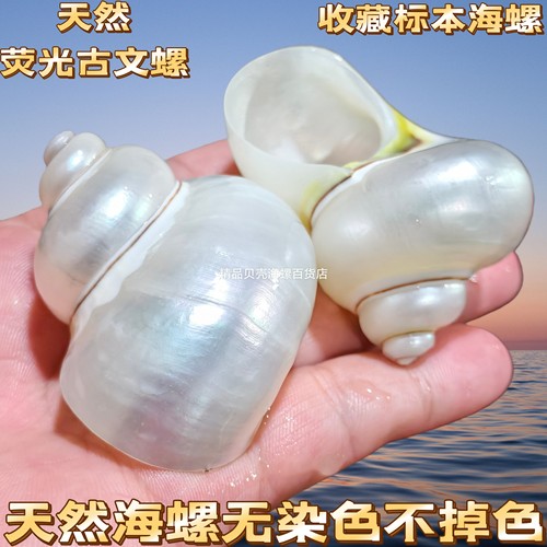 天然海螺贝壳去皮古文螺寄居蟹替换壳卷贝鱼鱼缸造景装饰摆件摄影