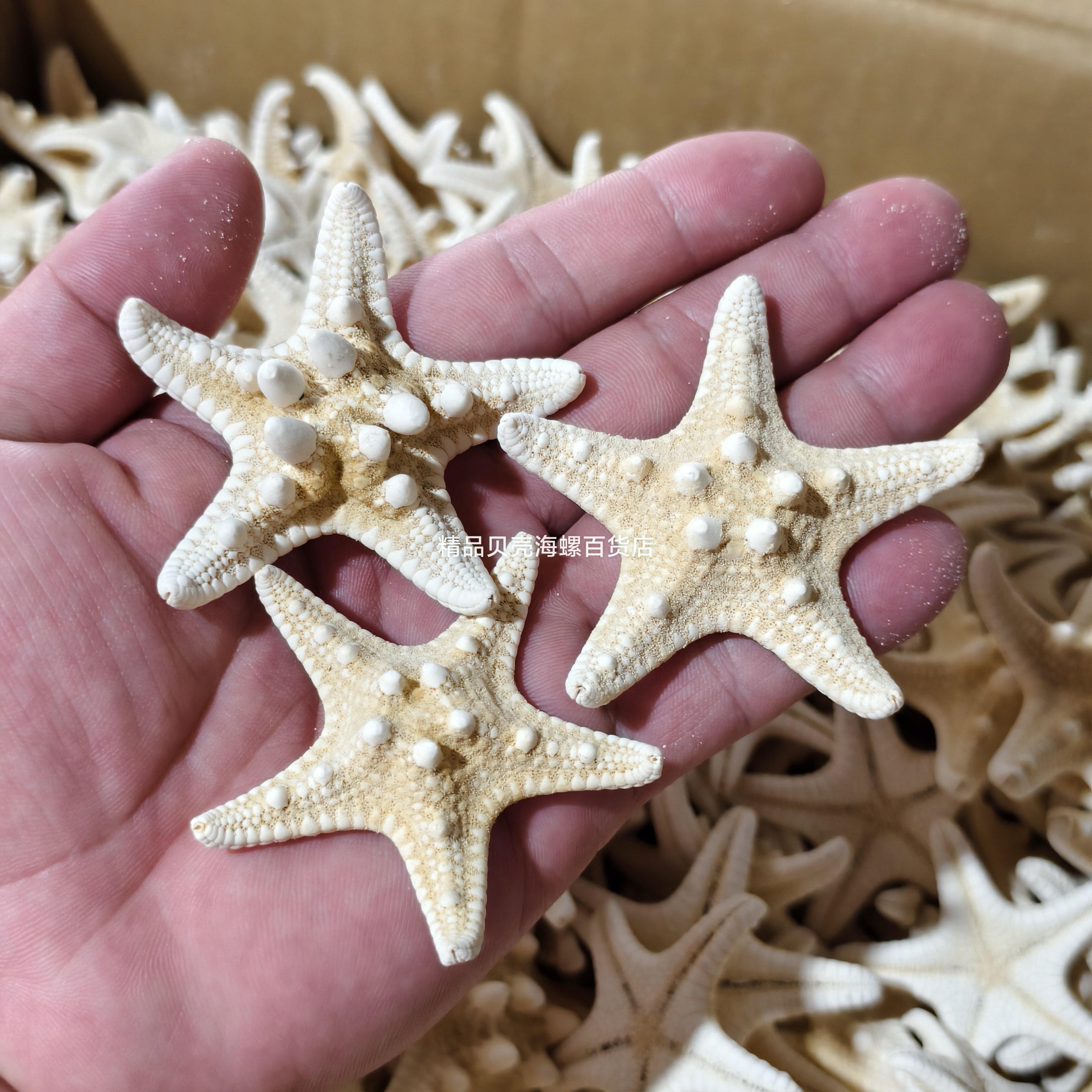 天然贝壳海螺面包海星统货批发馒头海星创意地中海风格家居饰品图片