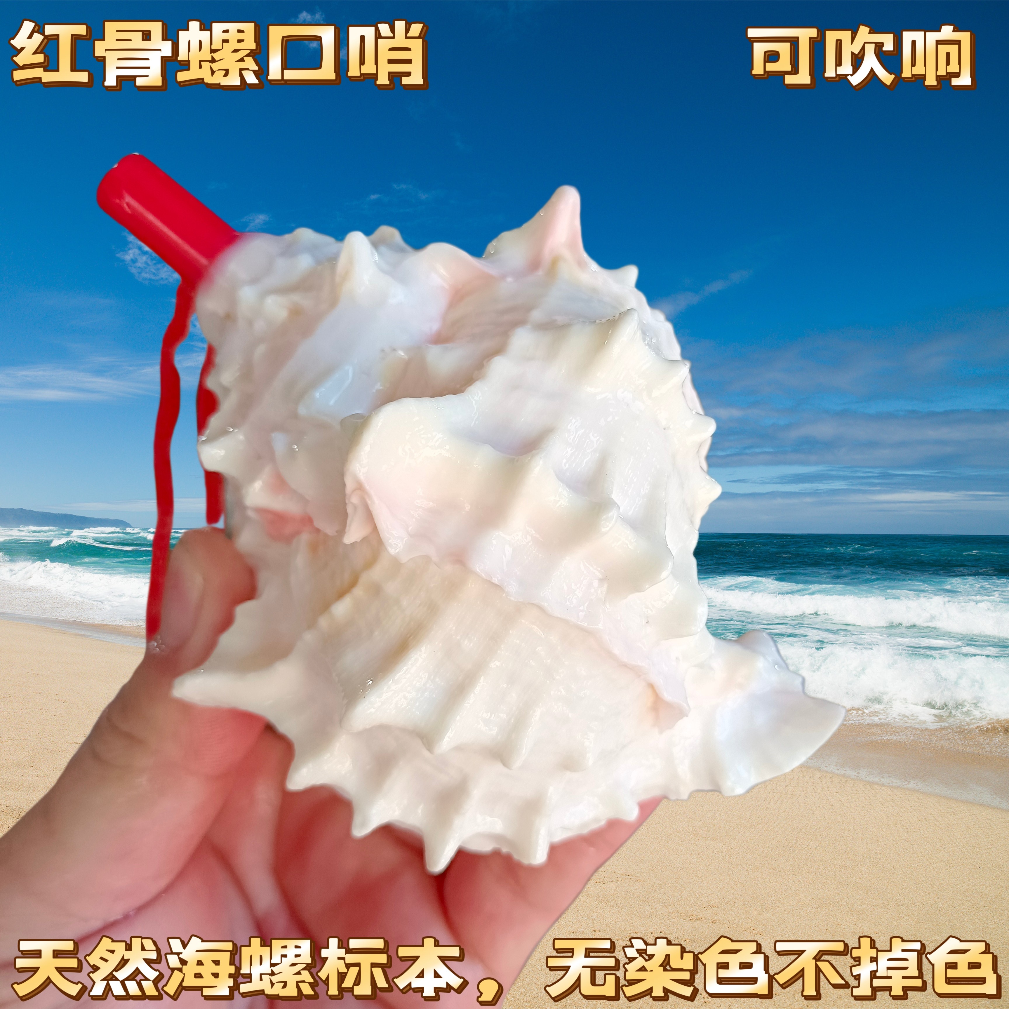 包邮天然海螺贝壳口哨工艺品可吹扁刺螺号哨儿童玩具礼品纪念品