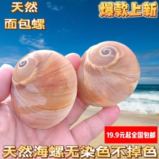 天然海螺贝壳蜗牛螺香螺壳卷贝鱼寄居蟹替换壳鱼缸水族造景装 饰大