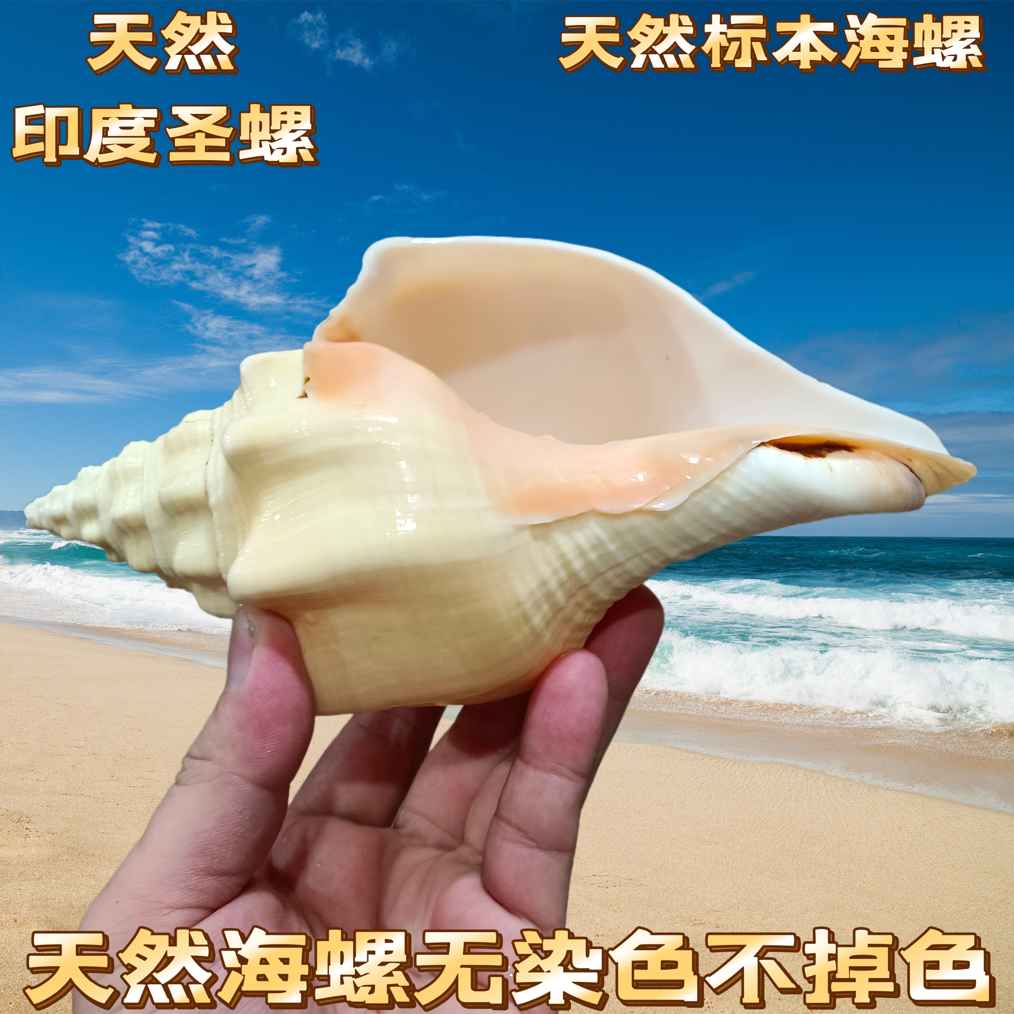天然稀有海螺贝壳西印度圣螺鱼缸装饰地中海家居收藏摆件送礼礼物
