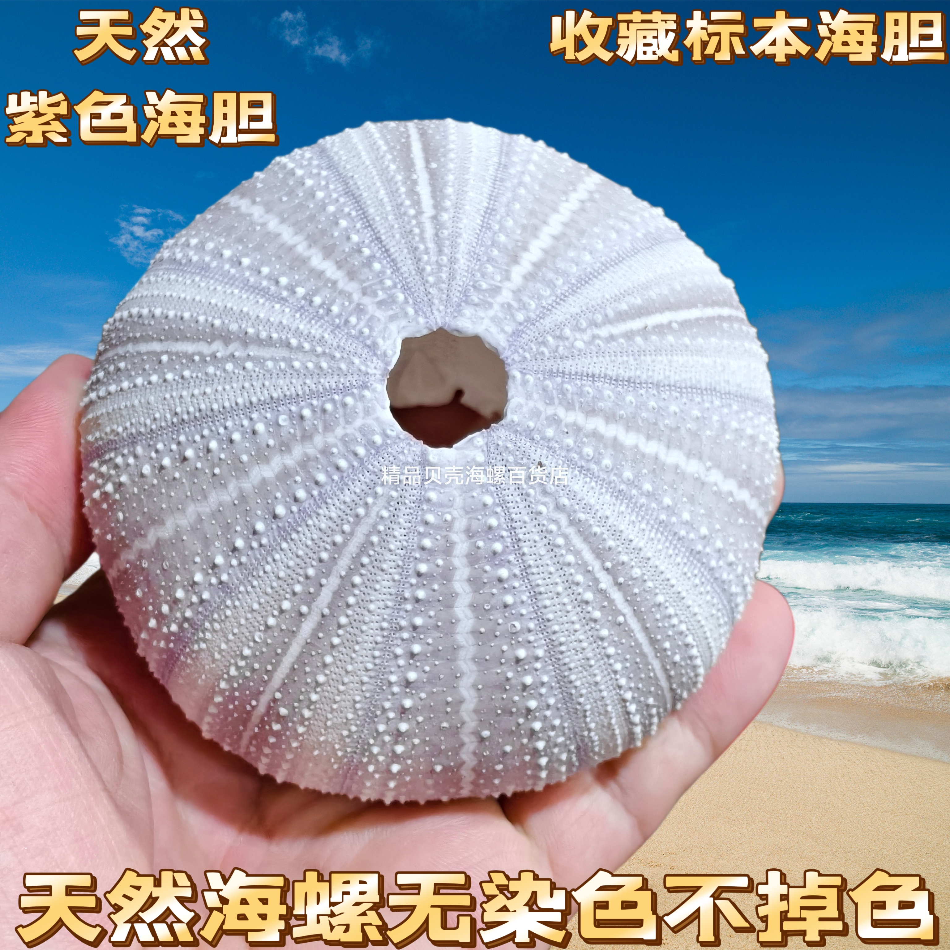 天然海胆壳贝壳海螺创意diy相框夜灯地中海装饰空气凤梨花盆包邮