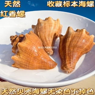 天然贝壳海螺手工diy装饰品大红香螺卷贝鱼寄居蟹壳鱼缸造景珊瑚