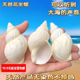 天然海螺贝壳花生螺寄居蟹替换壳鱼缸造景地台装饰摆件拍摄道具