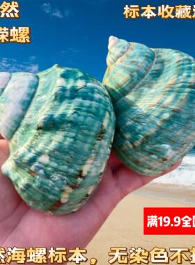 抛光绿螺海螺贝壳抛光绿螺水族鱼缸造景地中海家居摆件寄居蟹壳