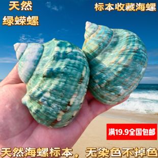 抛光绿螺海螺贝壳抛光绿螺水族鱼缸造景地中海家居摆件寄居蟹壳