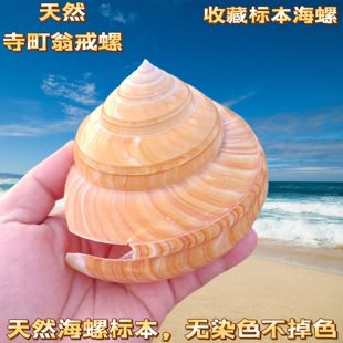 天然海螺 7-12㎝龙宫翁螺 红绒翁螺 精品标本收藏 鱼缸造景小摆件