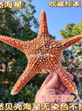 天然海星霸王海星贝壳大号五角星沙滩家居装饰拍摄道具收藏品