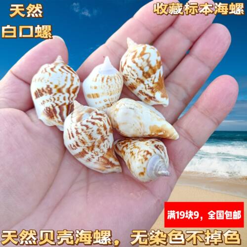 天然多环小凤凰螺海螺贝壳鱼缸造景装饰白口螺手工风铃工艺品材料